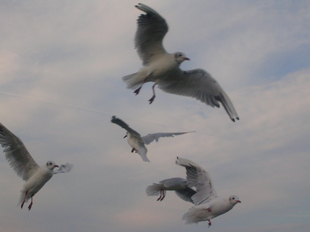 Seagulls in flight